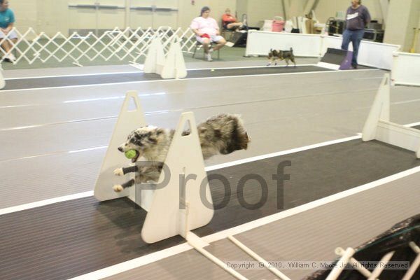 IMG_9459.jpg - Dawg Derby Flyball TournementJuly 11, 2010Classic CenterAthens, Ga