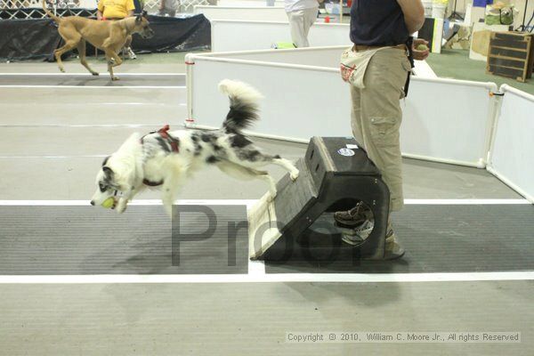 IMG_9473.jpg - Dawg Derby Flyball TournementJuly 11, 2010Classic CenterAthens, Ga