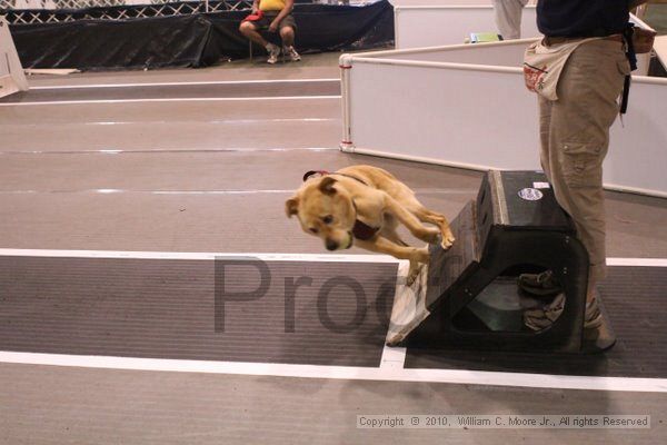IMG_9480.jpg - Dawg Derby Flyball TournementJuly 11, 2010Classic CenterAthens, Ga