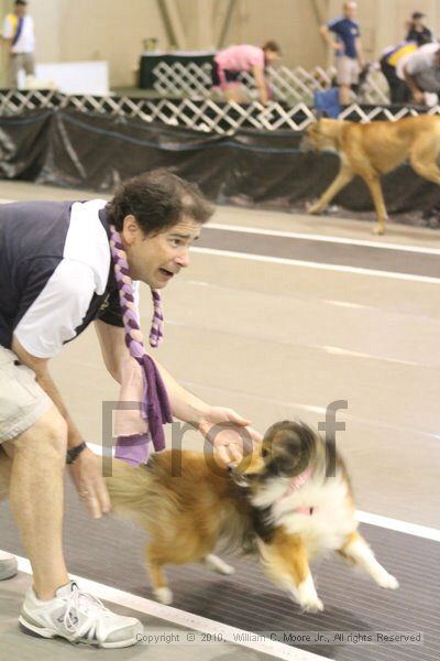 IMG_9490.jpg - Dawg Derby Flyball TournementJuly 11, 2010Classic CenterAthens, Ga