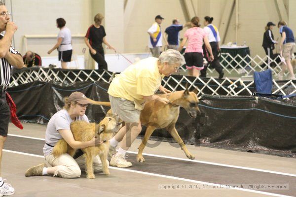 IMG_9494.jpg - Dawg Derby Flyball TournementJuly 11, 2010Classic CenterAthens, Ga