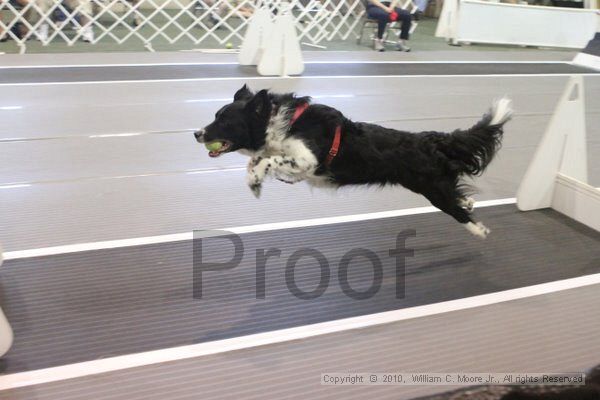 IMG_9624.jpg - Dawg Derby Flyball TournementJuly 11, 2010Classic CenterAthens, Ga