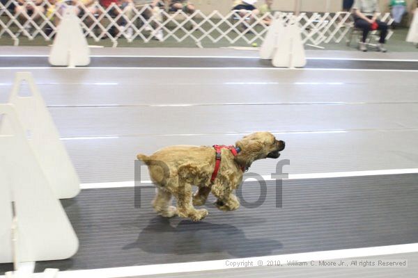 IMG_9627.jpg - Dawg Derby Flyball TournementJuly 11, 2010Classic CenterAthens, Ga