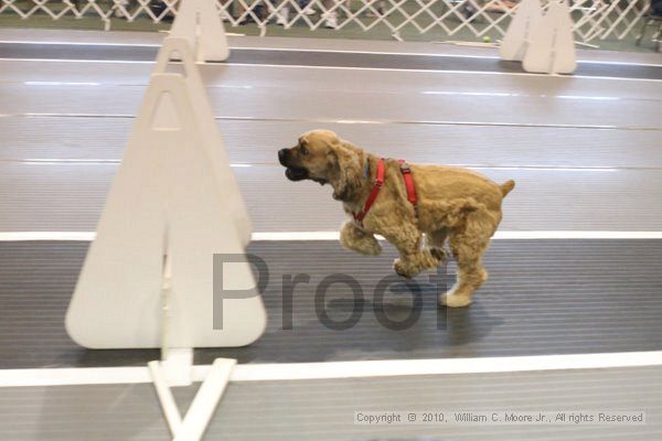 IMG_9635.jpg - Dawg Derby Flyball TournementJuly 11, 2010Classic CenterAthens, Ga
