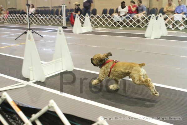 IMG_9638.jpg - Dawg Derby Flyball TournementJuly 11, 2010Classic CenterAthens, Ga