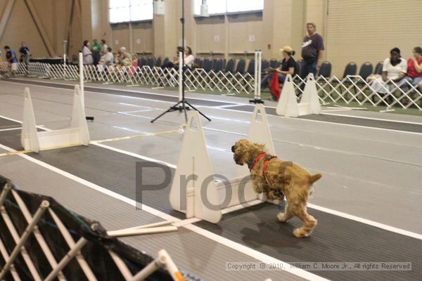 IMG_9639.jpg - Dawg Derby Flyball TournementJuly 11, 2010Classic CenterAthens, Ga