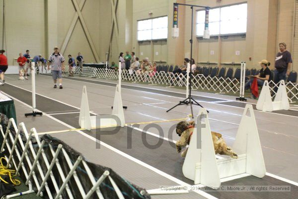 IMG_9640.jpg - Dawg Derby Flyball TournementJuly 11, 2010Classic CenterAthens, Ga