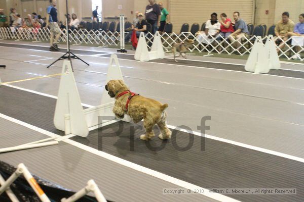 IMG_9651.jpg - Dawg Derby Flyball TournementJuly 11, 2010Classic CenterAthens, Ga