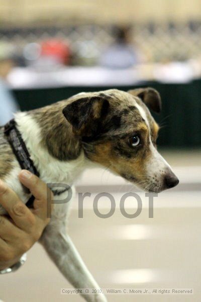 IMG_7249.jpg - Dawg Derby Flyball TournementJuly 10, 2010Classic CenterAthens, Ga