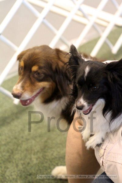 IMG_8383.jpg - Dawg Derby Flyball TournementJuly 10, 2010Classic CenterAthens, Ga