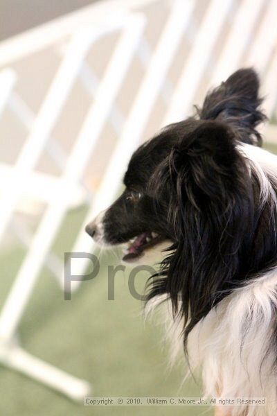 IMG_8388.jpg - Dawg Derby Flyball TournementJuly 10, 2010Classic CenterAthens, Ga