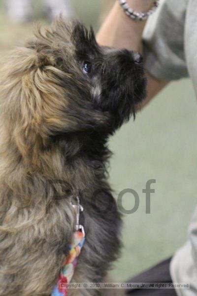 IMG_9197.jpg - Dawg Derby Flyball TournementJuly 11, 2010Classic CenterAthens, Ga