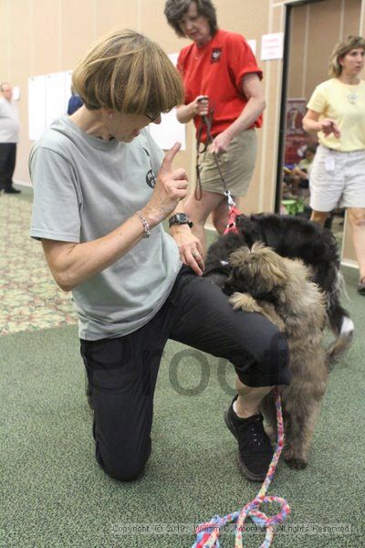 IMG_9203.jpg - Dawg Derby Flyball TournementJuly 11, 2010Classic CenterAthens, Ga