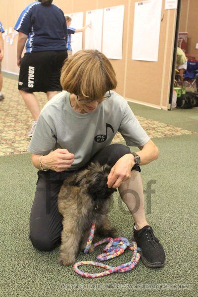 IMG_9207.jpg - Dawg Derby Flyball TournementJuly 11, 2010Classic CenterAthens, Ga