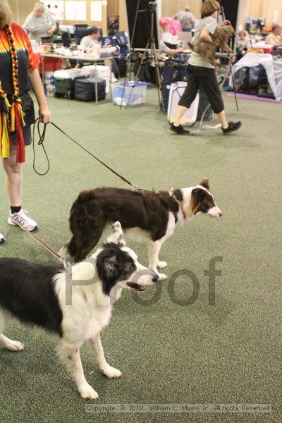 IMG_9213.jpg - Dawg Derby Flyball TournementJuly 11, 2010Classic CenterAthens, Ga