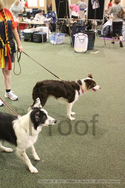 IMG_9214.jpg - Dawg Derby Flyball TournementJuly 11, 2010Classic CenterAthens, Ga