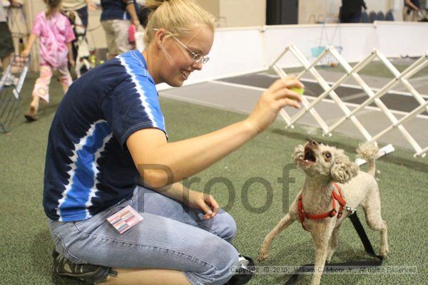 IMG_9517.jpg - Dawg Derby Flyball TournementJuly 11, 2010Classic CenterAthens, Ga