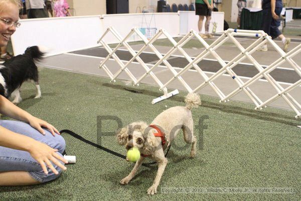 IMG_9518.jpg - Dawg Derby Flyball TournementJuly 11, 2010Classic CenterAthens, Ga