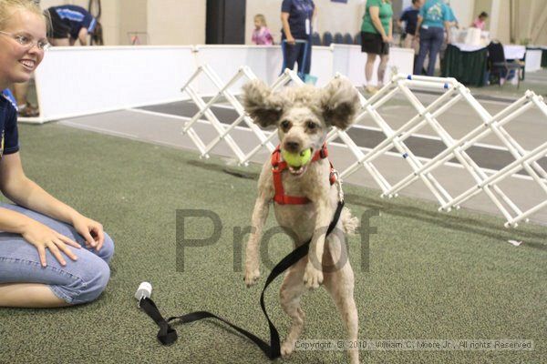 IMG_9520.jpg - Dawg Derby Flyball TournementJuly 11, 2010Classic CenterAthens, Ga