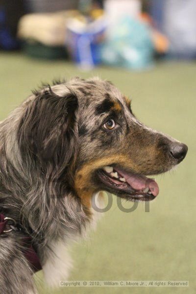 IMG_9526.jpg - Dawg Derby Flyball TournementJuly 11, 2010Classic CenterAthens, Ga