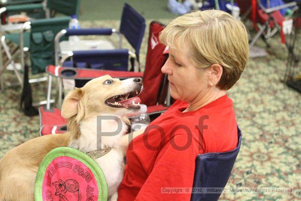 IMG_9547.jpg - Dawg Derby Flyball TournementJuly 11, 2010Classic CenterAthens, Ga