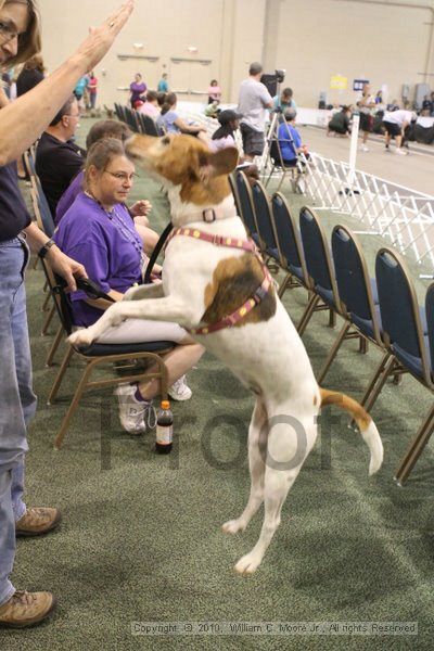 IMG_9575.jpg - Dawg Derby Flyball TournementJuly 11, 2010Classic CenterAthens, Ga