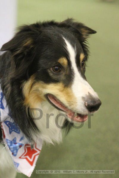 IMG_9584.jpg - Dawg Derby Flyball TournementJuly 11, 2010Classic CenterAthens, Ga