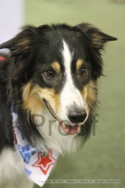 IMG_9585.jpg - Dawg Derby Flyball TournementJuly 11, 2010Classic CenterAthens, Ga