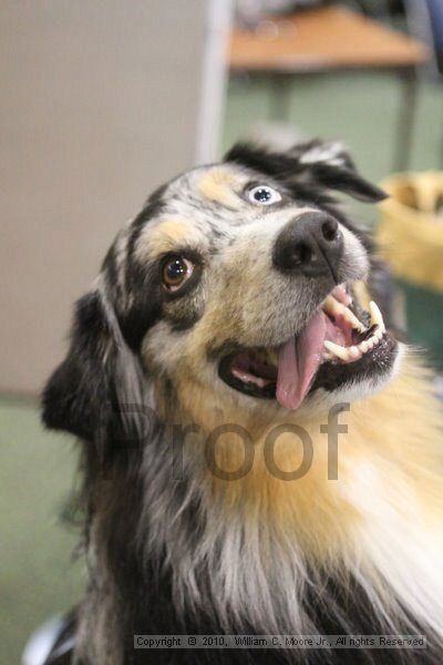 IMG_9610.jpg - Dawg Derby Flyball TournementJuly 11, 2010Classic CenterAthens, Ga