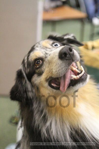 IMG_9611.jpg - Dawg Derby Flyball TournementJuly 11, 2010Classic CenterAthens, Ga