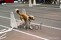 img_5111_thm.jpg