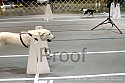 img_5162_thm.jpg