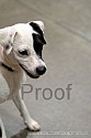 img_6398_thm.jpg