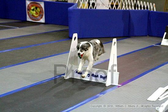 MCRD Unplugged Flyball Tournement<br />March 20th, 2010