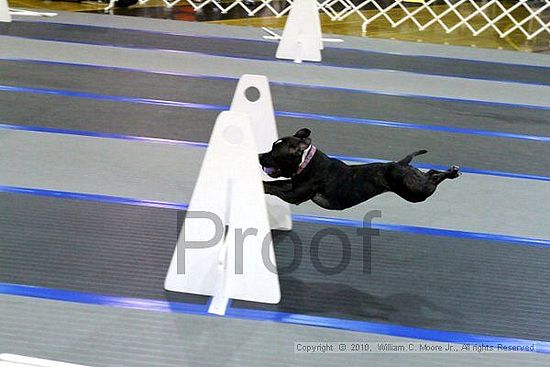 MCRD Unplugged Flyball Tournement<br />March 20th, 2010