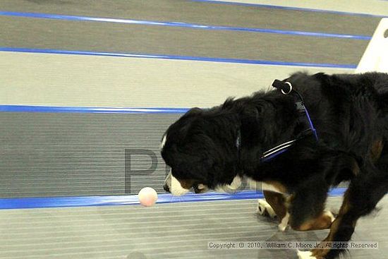 MCRD Unplugged Flyball Tournement<br />March 20th, 2010