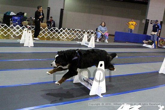 MCRD Unplugged Flyball Tournement<br />March 20th, 2010