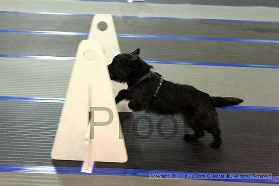 MCRD Unplugged Flyball Tournement<br />March 20th, 2010