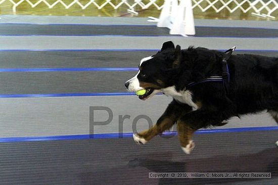 MCRD Unplugged Flyball Tournement<br />March 20th, 2010