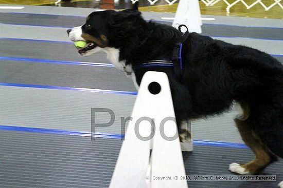 MCRD Unplugged Flyball Tournement<br />March 20th, 2010