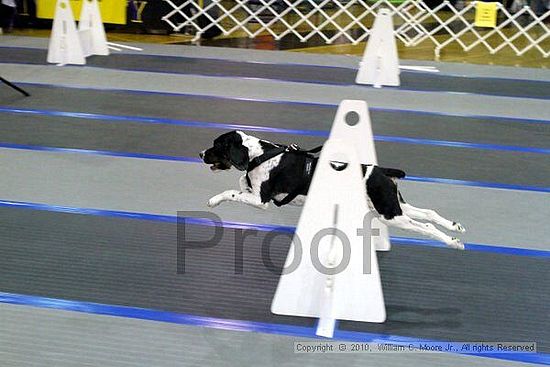 MCRD Unplugged Flyball Tournement<br />March 20th, 2010