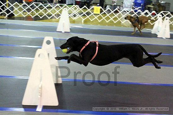 MCRD Unplugged Flyball Tournement<br />March 20th, 2010