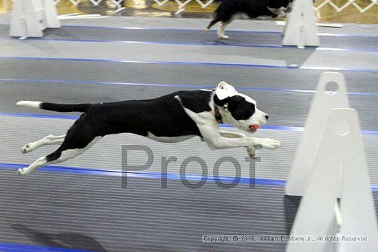 MCRD Unplugged Flyball Tournement<br />March 20th, 2010