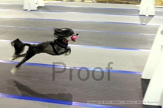 MCRD Unplugged Flyball Tournement<br />March 20th, 2010