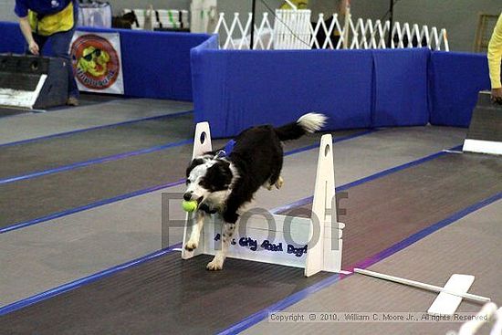 MCRD Unplugged Flyball Tournement<br />March 20th, 2010