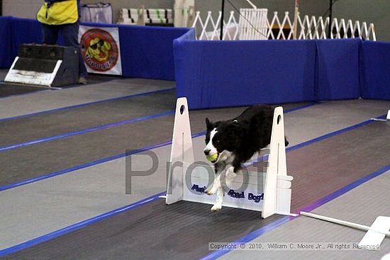 MCRD Unplugged Flyball Tournement<br />March 20th, 2010