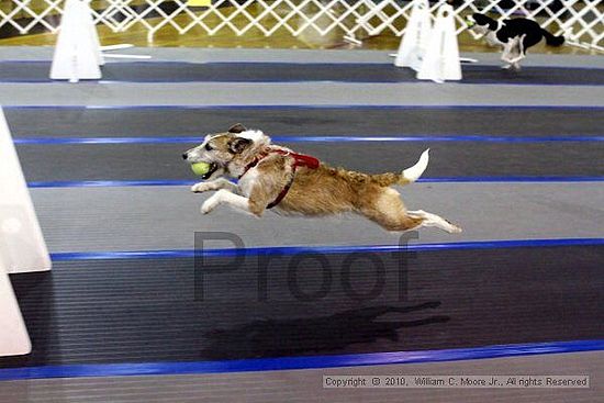 MCRD Unplugged Flyball Tournement<br />March 20th, 2010