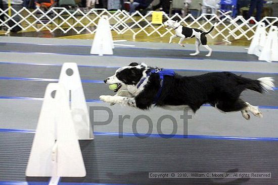 MCRD Unplugged Flyball Tournement<br />March 20th, 2010