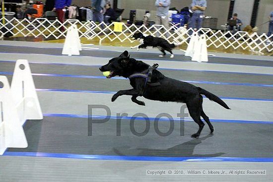 MCRD Unplugged Flyball Tournement<br />March 20th, 2010