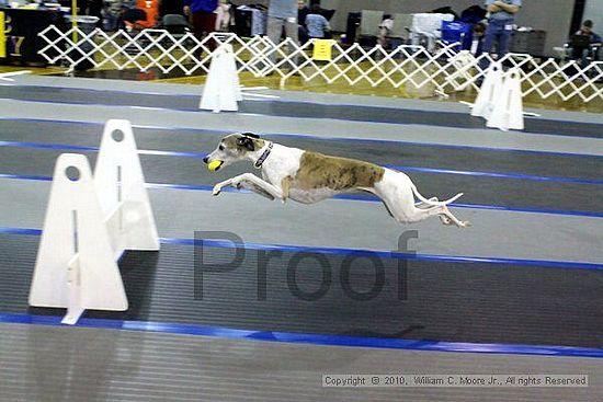 MCRD Unplugged Flyball Tournement<br />March 20th, 2010